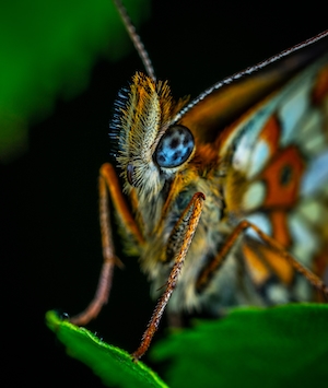 бабочка, макросъемка, портрет бабочки крупный план 