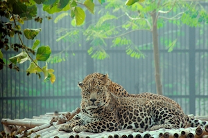 два леопарда лежат в вольере зоопарка 