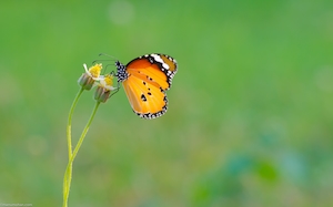 оранжевая бабочка на бутоне растения 
