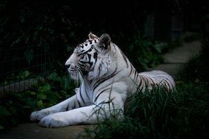 белый тигр лежит на земле 