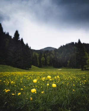 зеленое поле с цветущими желтыми растениями днем, панорама предгорья, облачное голубое небо 
