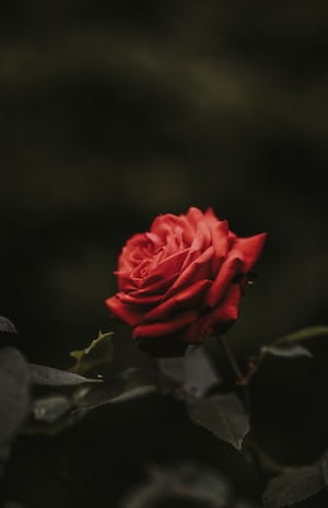 Цветущая красная роза. Цветок красной розы, крупный план 