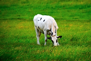 одинокая маленькая черно-белая корова, пасущаяся на траве за прибрежной дюной