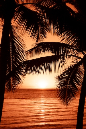 силуэты пальм на закате, побережье 