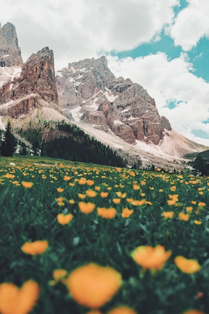 цветочная поляна и горы 
