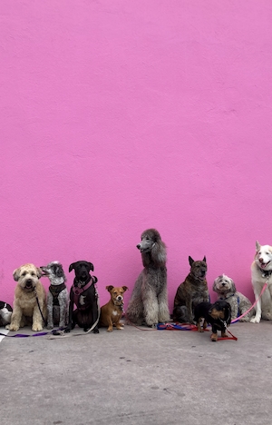 Розовая стена, полная собак