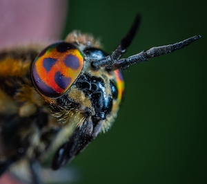 крупный план глаз бабочки 
