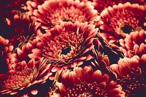 красные хризантемы, красные цветы 