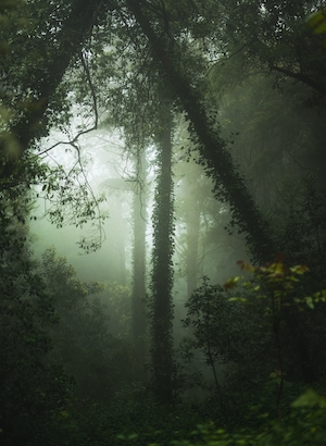 туманный лес изнутри, зеленый лес изнутри, стволы деревьев, мох, опавшие деревья, рассеянный дневной свет в тумане 