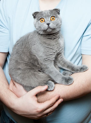 серый кот на руках у человека в голубой футболке 
