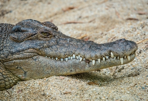 Австралийский устьевой крокодил расслабляется на берегу озера, демонстрируя свои впечатляющие зубные ряды.