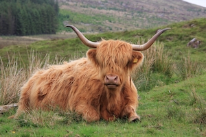 коричневая корова с рогами, крупный план 