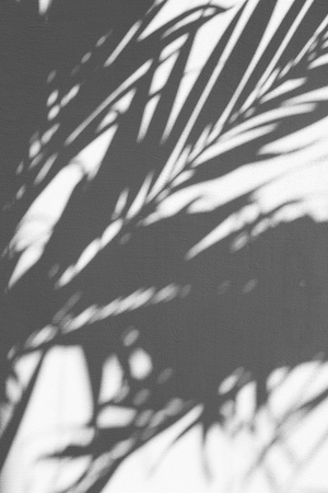 Тень от пальмы