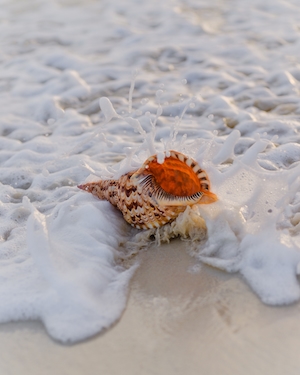 ракушка на песке в окружении морской пены 
