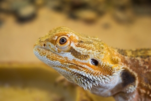 оранжевая рептилия, фото в профиль, крупный план 