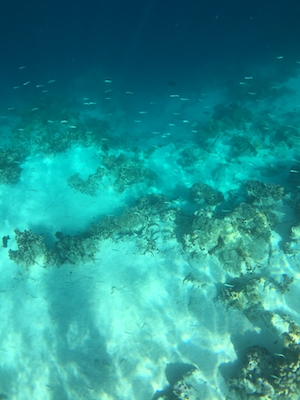 тусклые кораллы, коралловые рифы на дне 