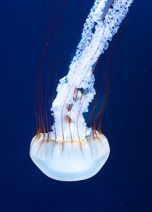 Белая медуза в темно-синем море 
