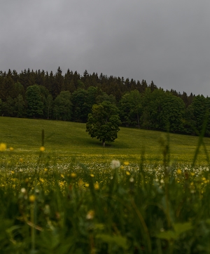 одинокое дерево на поляне перед лесом, пасмурная погода 
