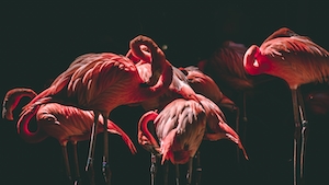 розовые фламинго 