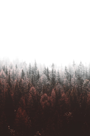 туманный осенний лес, вид сверху 