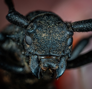макрофотография головы черного жука 