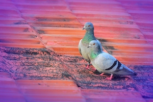 голуби на крыше, сиреневая виньетка 