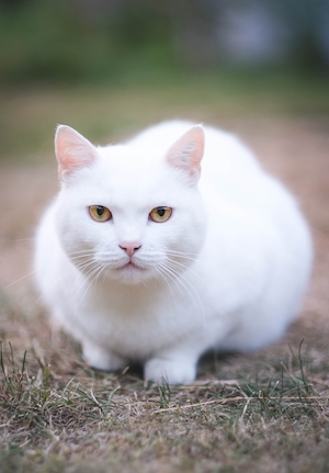 Белый кот лежит на траве 