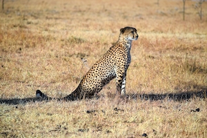 Леопард сидит в поле 