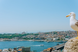чайка и панорама Стамбула 