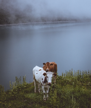Альпийские коровы в Швейцарии, коровы у туманного пруда 