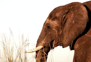 фото головы слона в профиль на фоне закатного неба 