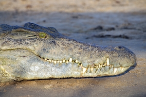 крокодил, крупный план 