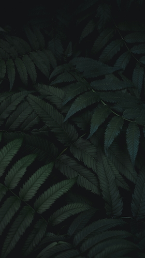 Таинственный Зеленый, растения в темноте, фон 