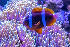 Рыбы-анемоны живут в морских анемонах, где жалящие щупальца, разноцветные кораллы под водой, красочный коралловый риф 