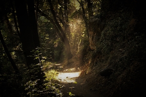 Прожектор, туманный лес изнутри, зеленый лес изнутри, стволы деревьев, яркий луч света в темном лесу 