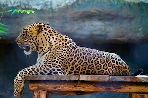 леопард лежит на деревянном мостке 