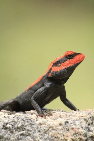 красно-черная рептилия на камне, крупный план 
