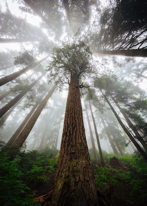 Туманные леса, фото снизу 