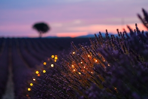 огоньки в лавандовом цвете на закате 