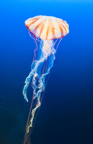 медуза с длинными щупальцами в воде