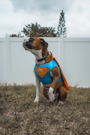 Собака в костюме Супермена