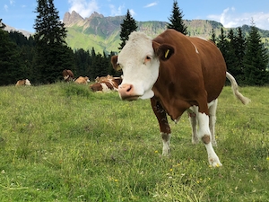 портрет коричневой коровы, крупный план 
