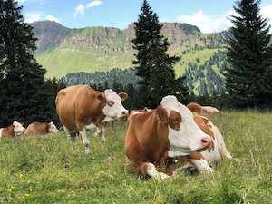 коричневые коровы на лугу на фоне гор 
