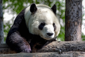 Уставшая панда в китайском зоопарке сидит на бревне 