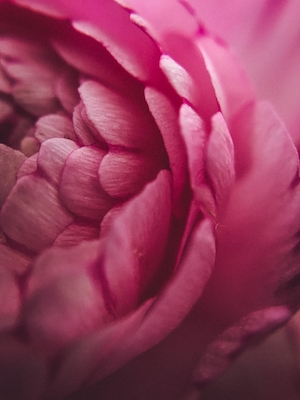 Розовый цветок в деталях