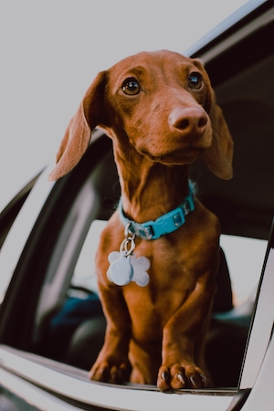 коричневая собака с голубым ошейником выглядывает из окна машины 