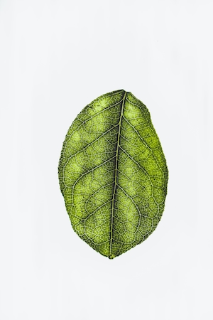 Один зеленый лист на белом фоне 