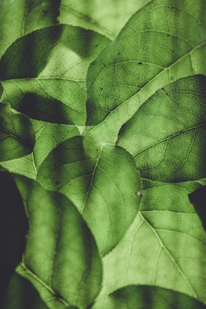 Текстура зеленых листьев
