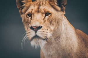 Самка льва в зоопарке, крупный план 