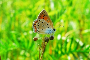 пестрая бабочка сидит на бутоне цветка 